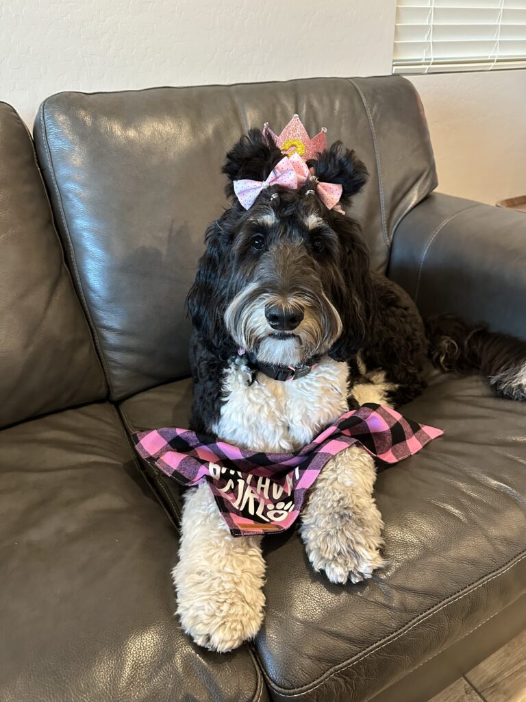 A dog on a couch with bows in her hair, 